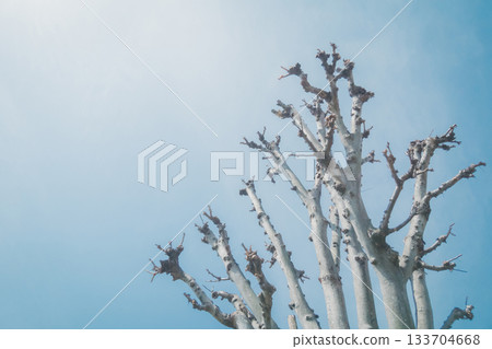 wood, deadwood, dead tree 133704668