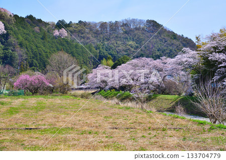 Cherry blossom season at Tsuki River, Higashichichibu Village, view from near Fureai Bridge 133704779