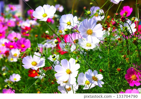 Cosmos 133704790