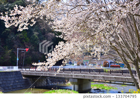 月川、櫻花季、東秩父村、親密橋 133704795