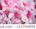 Pink azalea flowers 133704899