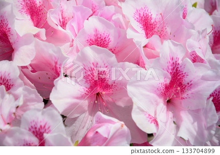 Pink azalea flowers Pink azalea flowers 133704899