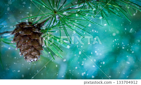 Snowy pine cone on evergreen branch with winter bokeh background 133704912