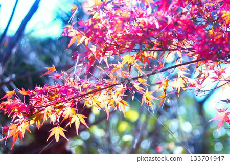 Maple Maple 133704947