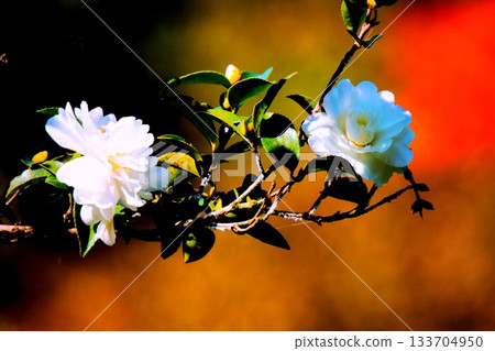 Cold camellia 133704950