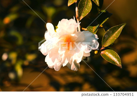 Cold camellia Cold camellia 133704951