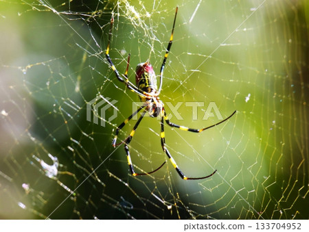 Joro蜘蛛 133704952