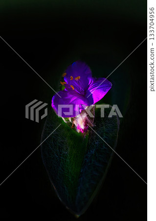 Pink Tradescantia siramontana flowers blooming against a black background Pink Tradescantia siramontana flowers blooming against a black background 133704956