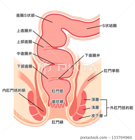Structure of the anus: Cross section of the rectum and anus 133704960