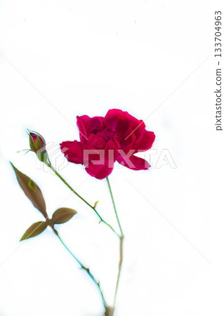 Red camellia flowers on white background Red camellia flowers on white background 133704963
