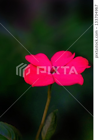 Red African Impatiens Red African Impatiens 133704967