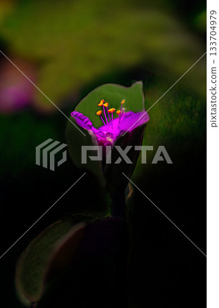 Tradescantia siramontana shining through the sunlight filtering through the leaves Tradescantia siramontana shining through the sunlight filtering through the leaves 133704979