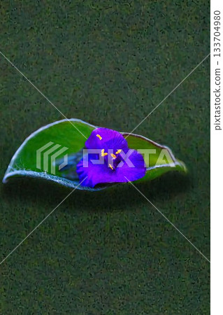 紫葉吊蘭 133704980