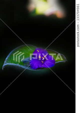 陽光下閃耀的紫露草 陽光下閃耀的紫露草 133704981