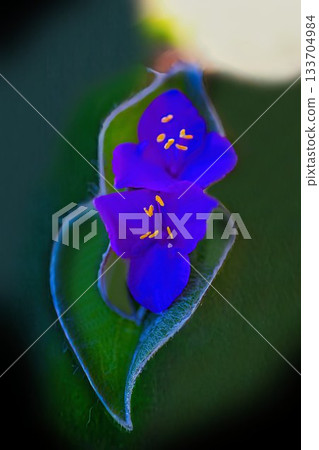 Tradescantia siramontana blooming in a flowerbed Tradescantia siramontana blooming in a flowerbed 133704984