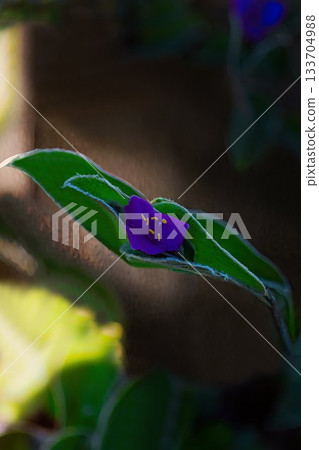 陽光透過樹蔭灑在紫露草上,閃閃發光。 陽光透過樹蔭灑在紫露草上,閃閃發光。 133704988