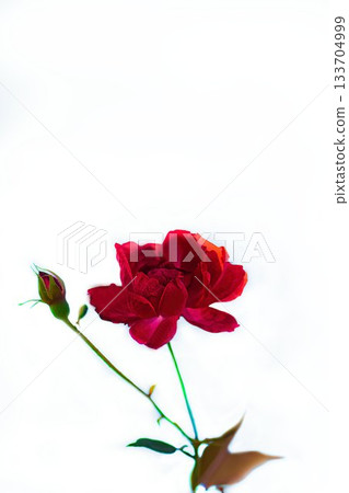 Red camellia Red camellia 133704999