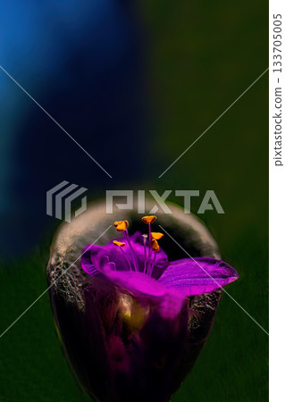盛開的紫色吊蘭(Tradescantia siramontana)花朵 盛開的紫色吊蘭(Tradescantia siramontana)花朵 133705005
