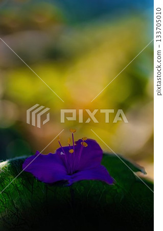 紫露草花在陽光下閃閃發光 133705010