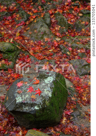 收集的秋落葉 133705041