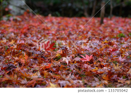 秋葉下落的葉子在雨中弄濕了 133705042