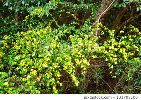 鴨北湖畔的山吹花 133705100