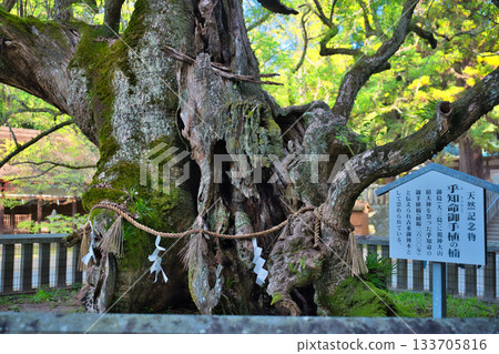 The camphor group of Oyama Sakai Shrine The camphor group of Oyama Sakai Shrine 133705816