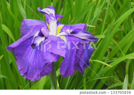 虹膜和Hor裡虹膜花園[東京都足立區] 133705839