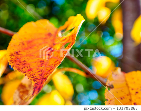 帶有時光痕跡的紅色秋葉 133705865