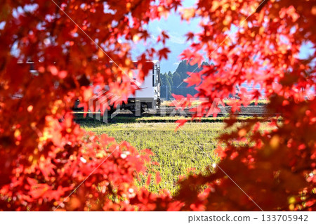 鮮紅色的楓樹火車 鮮紅色的楓樹火車 133705942