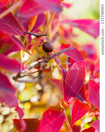 Dodan-Tsutsuji Wine Colors Dodan-Tsutsuji Wine Colors 133706003