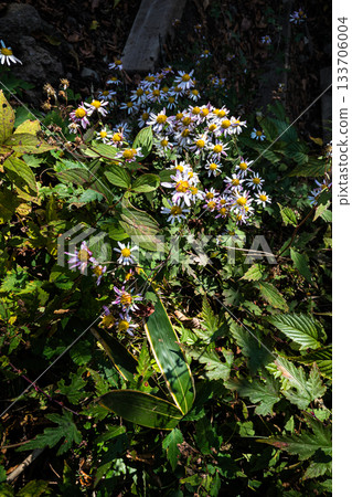 Kanagawa Prefecture, Hakone Kintokiyama field navy blue chrysanthemum 133706004