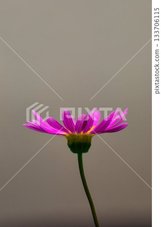 美麗的粉紅色矮宇宙星 美麗的粉紅色矮宇宙星 133706115