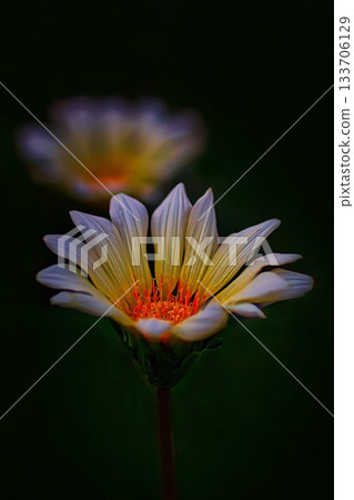 黃色雜色菊屬植物花 黃色雜色菊屬植物花 133706129