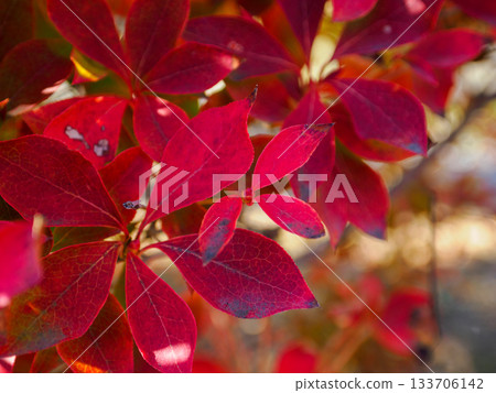 Dodan-Tsutsuji Wine Colors 133706142