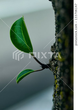 樹上長出了日本銀葉樹的新芽 133706147