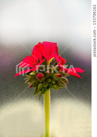 Red ivy geranium flower Red ivy geranium flower 133706162