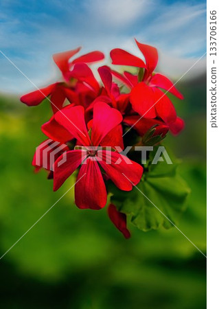 Red geranium flowers Red geranium flowers 133706166