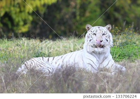 White Tiger   133706224