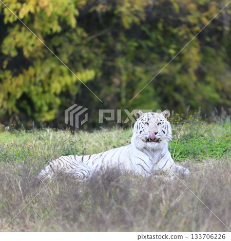 White Tiger   133706226