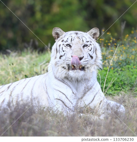 White Tiger   133706230
