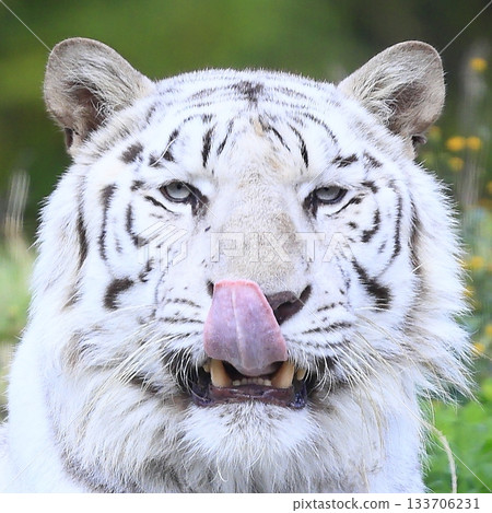 White Tiger   133706231