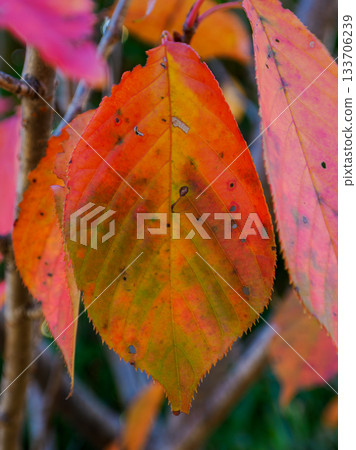 帶有時光痕跡的紅色秋葉 帶有時光痕跡的紅色秋葉 133706239