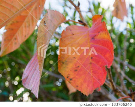 帶有時光痕跡的紅色秋葉 133706240
