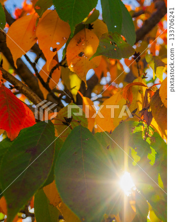 帶有時光痕跡的紅色秋葉 帶有時光痕跡的紅色秋葉 133706241