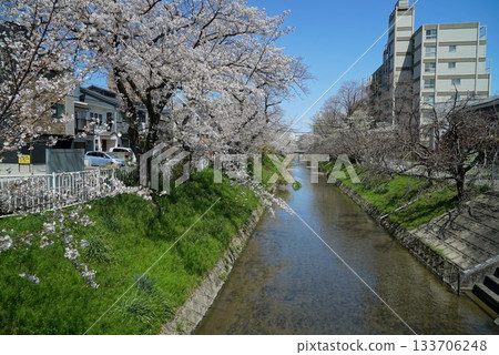 藍天櫻花漫步於五夕水外苑 藍天櫻花漫步於五夕水外苑 133706248