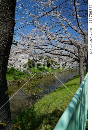 藍天櫻花漫步於五夕水外苑 藍天櫻花漫步於五夕水外苑 133706283