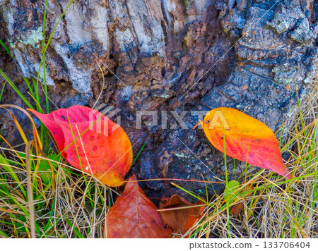 樹下靜謐的秋日舞台 133706404