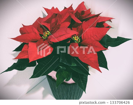 14 款精美盆栽一品紅，為您的聖誕季家居裝飾增添光彩 133706426