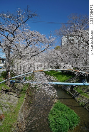 藍天櫻花漫步於五夕水外苑 藍天櫻花漫步於五夕水外苑 133706471